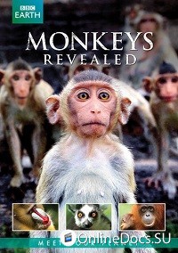 Постер Всё о мире обезьян 