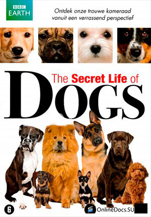 Постер Тайная жизнь собак 