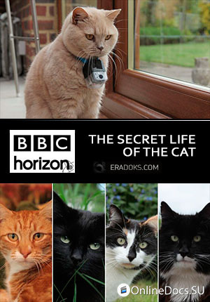 Постер Тайная жизнь кошек 