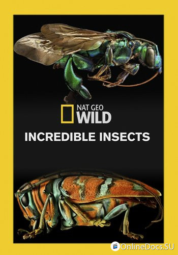 Постер Удивительные насекомые 