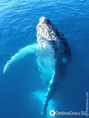 Постер Тайны океанов: Большие киты 
