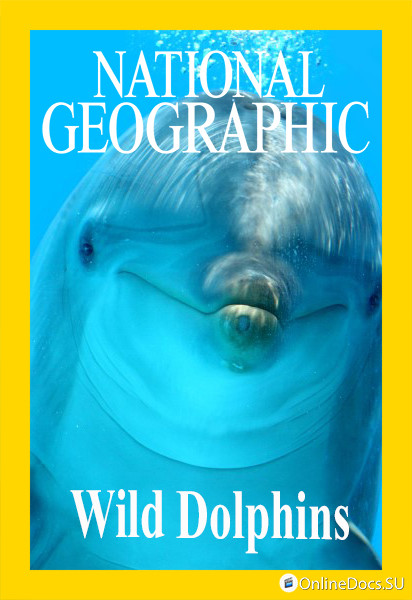 Постер Дикие дельфины 
