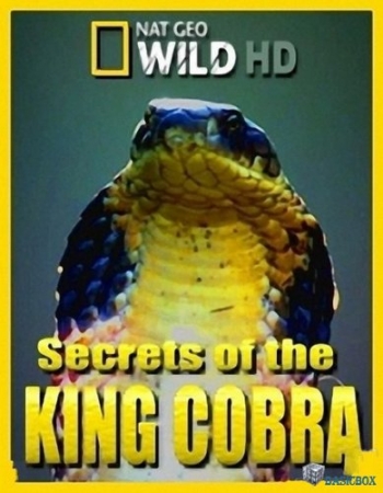 Постер Загадки королевской кобры / National Geographic. Secrets of the King Cobra (2009) 