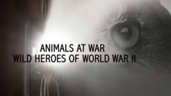 Постер Животные на войне. Дикие герои Второй мировой / Animals at War, Wild Heroes of World War II (2019) смотреть онлайн 