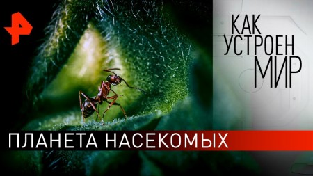 Постер Планета насекомых. Как устроен мир с Тимофеем Баженовым (19.02.2020) 