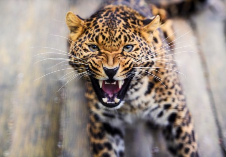 Постер Индийский леопард / India