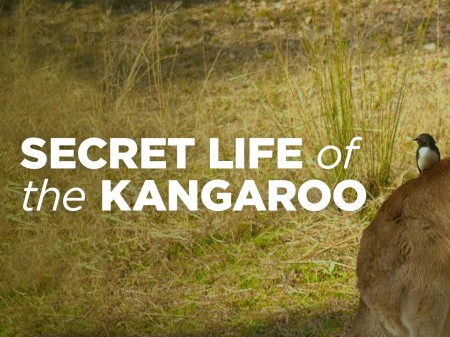 Постер Тайная жизнь кенгуру.  Из мешка на ноги / Secret life of the kangaroo (2017) 