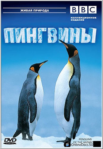 Постер Пингвины Антарктики 